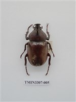 藏品(獨角仙)的圖片